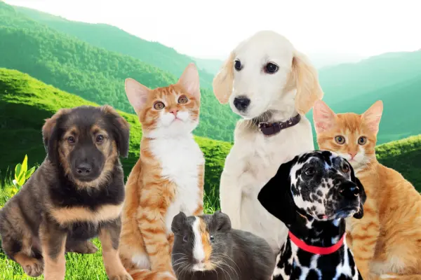 Durable & Animal-Friendly Materials